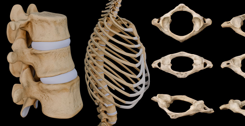 Skeleton of The Back